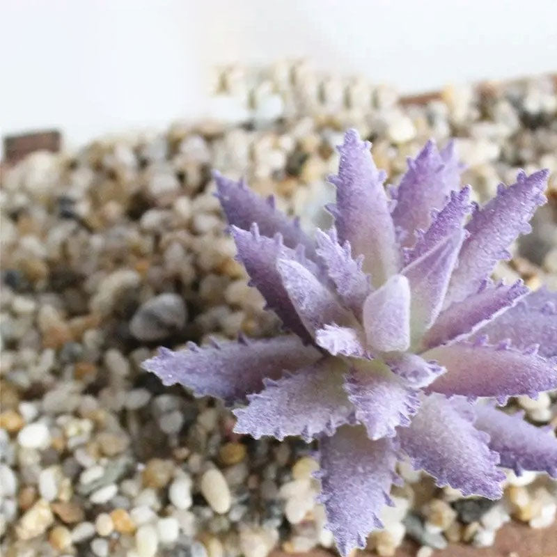 Suculenta Artificial Realista Verde e Roxo